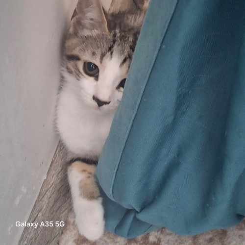 Güvenli, kalıcı yuvamı arıyorum fotoğraf
