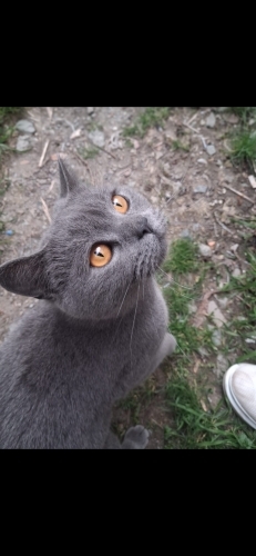 Önce sokağa bırakıldım. Kalıcı yuvamı arıyorum fotoğraf