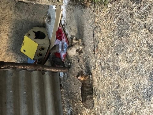 Toplamda 6 tane yavru dişi ve erkek için yuva aranıyor acilen fotoğraf