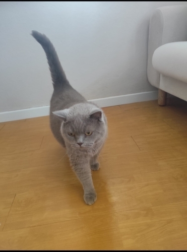 Geçici evinden sahiplendirme yapılacaktır fotoğraf