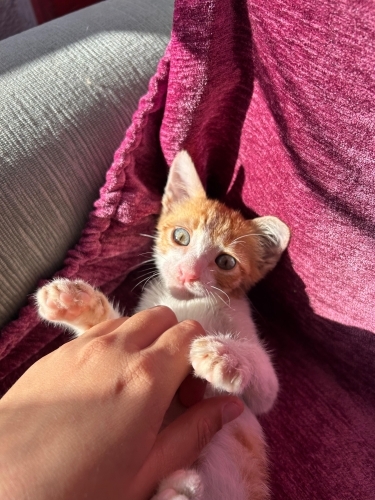 🧡Aziz Yuvasını Arıyor🧡 fotoğraf