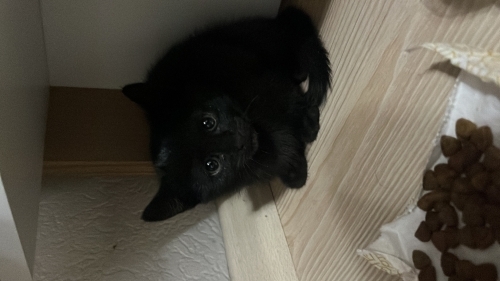 Siyah ve cok kücük acil kendine yuva arıyor fotoğraf