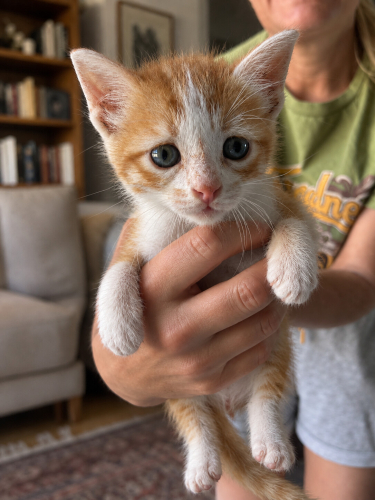 🐾 1 AYLIK YEŞİL GÖZLÜ SARMAN YUVASINI ARIYOR! 🐾 fotoğraf