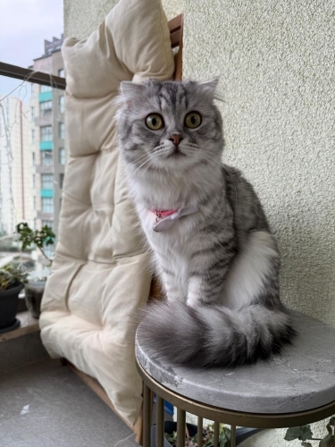 Cana yakin sevimli ama üzgun bir yuvası yok fotoğraf