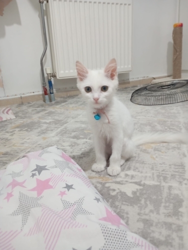 Ev kedisi Sevimli oyuncu fotoğraf