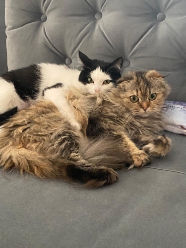 MİA VE LUCY YENİ YUVASINI ARIYOR fotoğraf