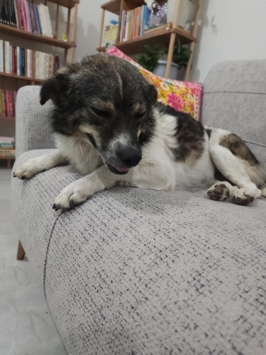 Zilli kızımıza ömürlük yuva arıyoruz (kısır, çipli) fotoğraf