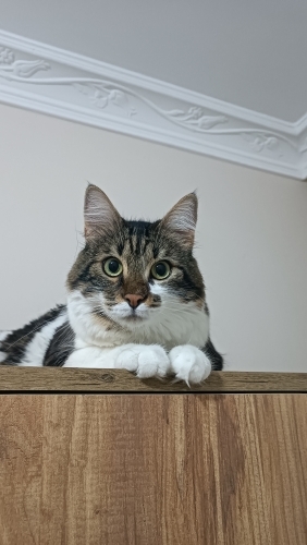 Uysal, Sosyal ve Cana Yakın Zeytin fotoğraf