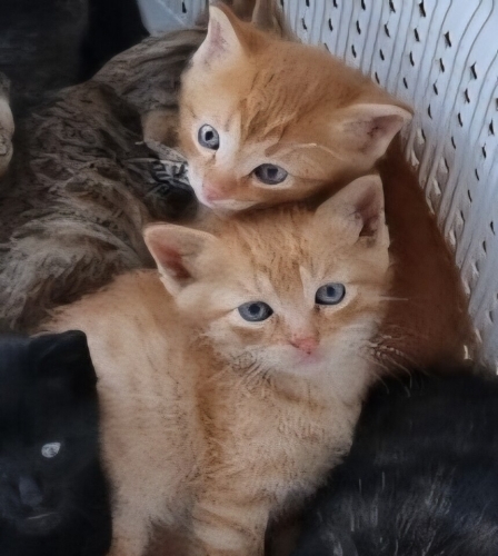 Lütfen Açıklamayı Okuyun fotoğraf