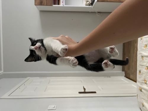 OYUNCU YAVRU KEDİ fotoğraf