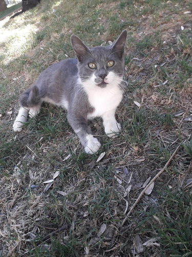Parkta Yaşayan Boncuk Yuva Arıyor fotoğraf