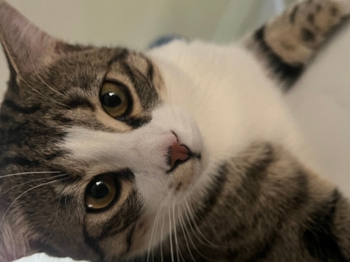 Sağlıklı uysal köpeklerle anlaşan tekir kedi fotoğraf