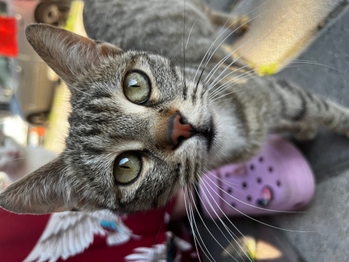 1 yaşlarında kısır 2 kardeş dişi kedi fotoğraf