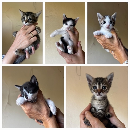 5 minik prens için yuvalar aranıyor fotoğraf