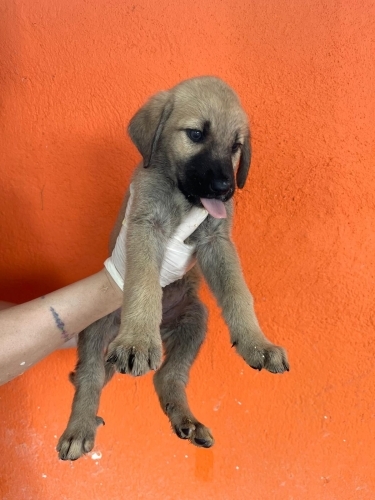 🐾 Minik bir sevgi bombası yuvasını arıyor! 🧡 fotoğraf
