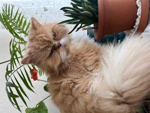 İran kedisi persian garfield fotoğraf