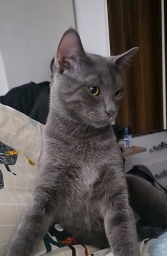 Kısırlaştırılmış aşıları tam sosyal kedi fotoğraf