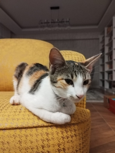 sevimli ve tatlıyız fotoğraf