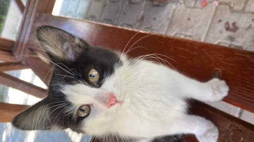 Acillll evden atılmış bir bebek fotoğraf