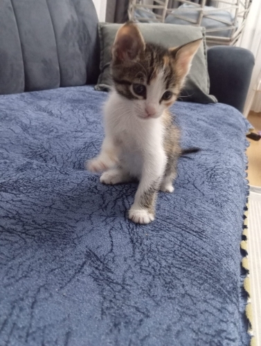 Yavru tekir kedi fotoğraf
