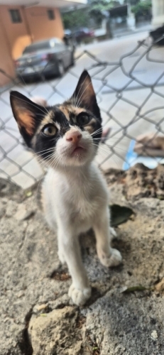 Dünya tatlısı Calico fotoğraf