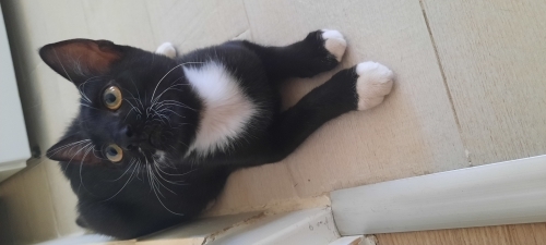 Sesi çıkmayan uslu bir kedi fotoğraf