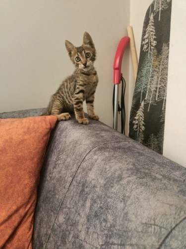 Üst düzey oyuncu baldan tatlı deccal kedi fotoğraf
