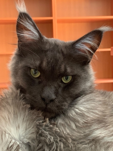 Maine Coon Kedim Sahiplendirilecektir fotoğraf