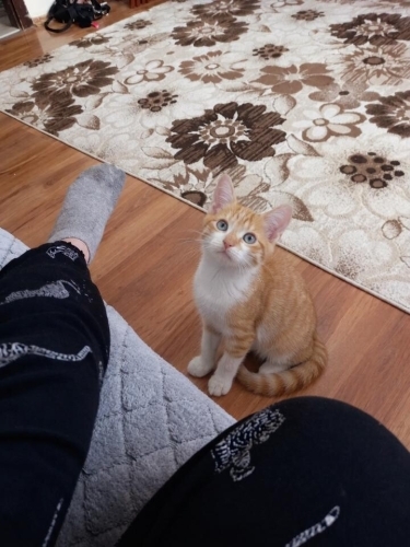 Sarman kedi acil yuva arıyor fotoğraf