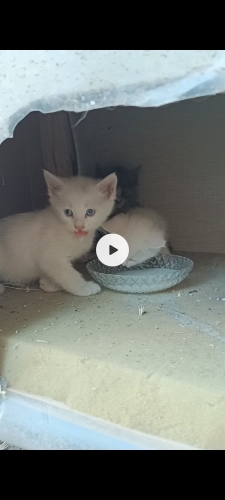 Üç yavru kedi ücretsiz sahiplendirme fotoğraf