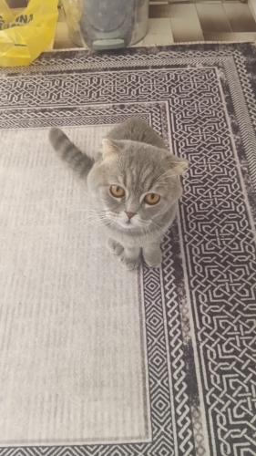 Bu Gözlere Kim Hayır Diyebilir? fotoğraf
