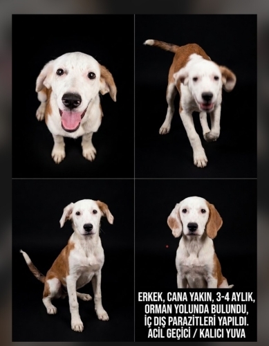 Ormanda aç susuz bulundu fotoğraf