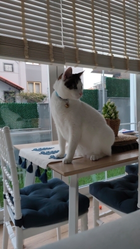 Zeka Küpü😻 3 yıldır baktığımız pamuk gibi bir kedi.. fotoğraf