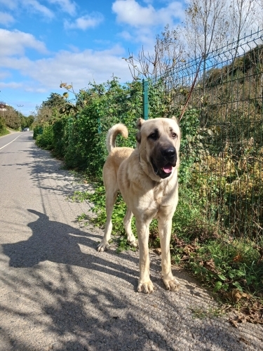 Safkan Kangal 3 yaşında erkek ücretsiz fotoğraf