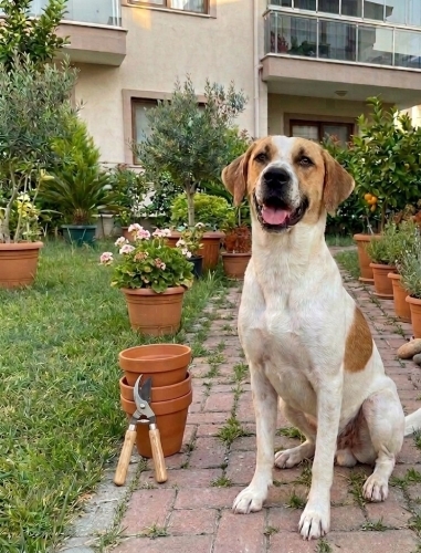 Badem Yuvasını Arıyor fotoğraf