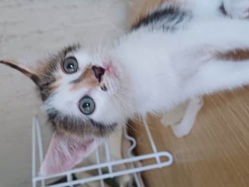 Guzel cindy ailesini ariyor fotoğraf