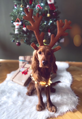 Zeze insan aşığı oynamayı seven bir köpek fotoğraf