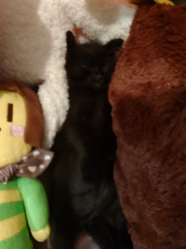 Acil yavru kedi icin yuva aranıyor fotoğraf