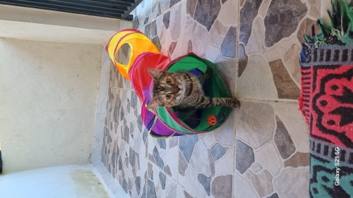 Engelli Kedi sahiplendirme adı mazlum fotoğraf