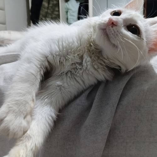 Sokaktan bulundu ömürlük yuva aranıyor fotoğraf