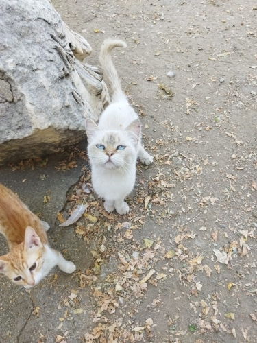 Sahipsiz kediye ömürlük yuva fotoğraf