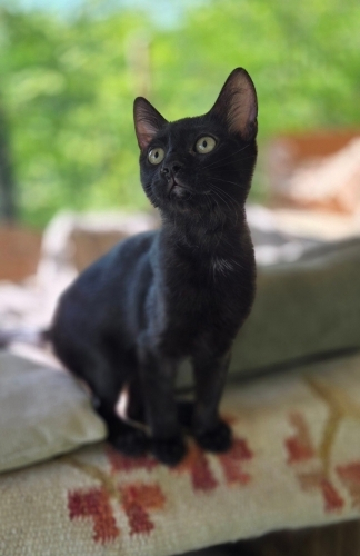 Çook sevgi dolu, sakin, uyumlu fotoğraf