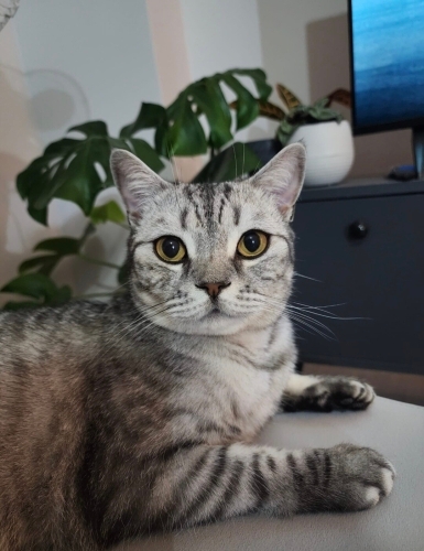 Casper yeni yuvasını arıyor fotoğraf