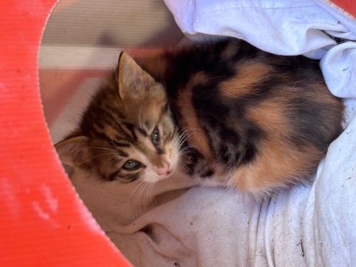 Calico minnak Aşureye sıcacık 1 yuva aranıyor! fotoğraf