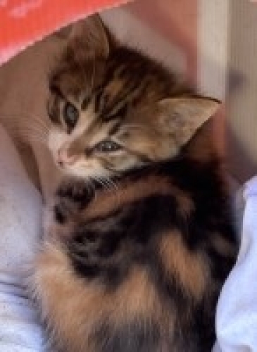 Nohut kızçe Aşure'ye sıcacık 1 yuva aranıyor! <3 fotoğraf