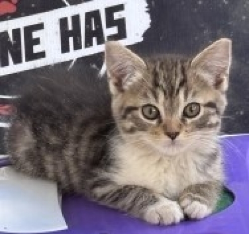 Tekir&cins melezi 1 güzellik abidesi <3 fotoğraf