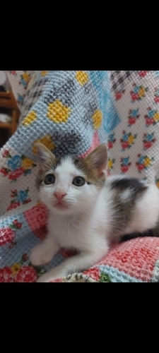 Çok tatlı bu yavruya kalıcı yuva arıyoruz fotoğraf