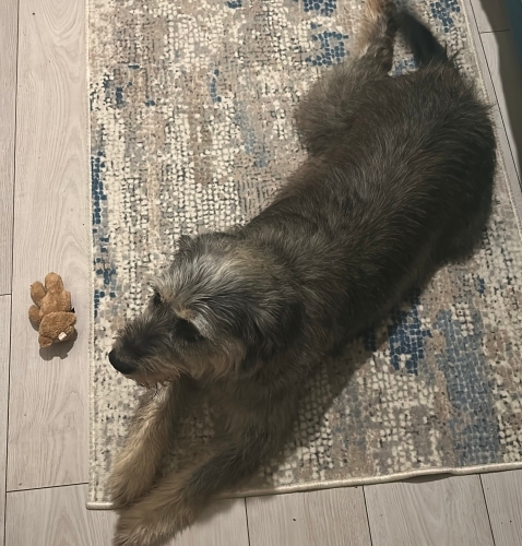 Ücretsiz sahiplendirilecek fotoğraf