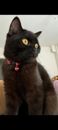 2 yaş British shorthair yuva arıyoruz🤍 fotoğraf