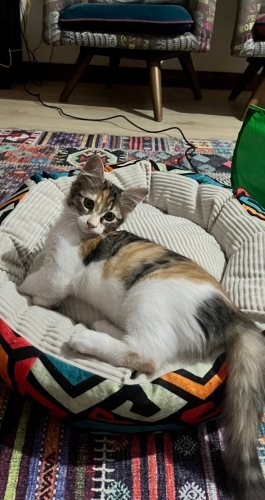 Güzel Boncuk Kızımıza Yuva Olur musunuz fotoğraf